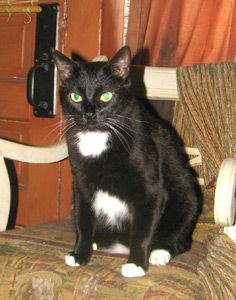 Pippin's reference photo.