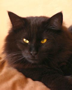 Fergus' reference photo.