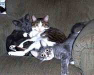 Debby's cats' reference photo.