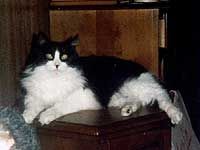 Dotti's reference photo.