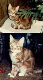 Rambo's reference photo.