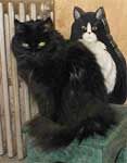Sheba's reference photo.