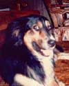Bandit's reference photo.