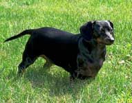 Heidi's reference photo.
