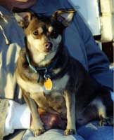 Runt's reference photo.