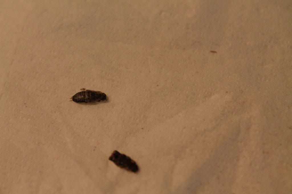 could someone ID casings ? [a: not bed bug-related] Â« Got Bed Bugs ...