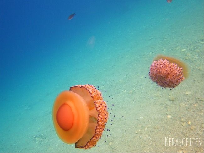  photo jellyfish3_zpscf401dff.jpg