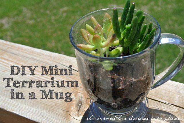 DIY Mini Terrarium