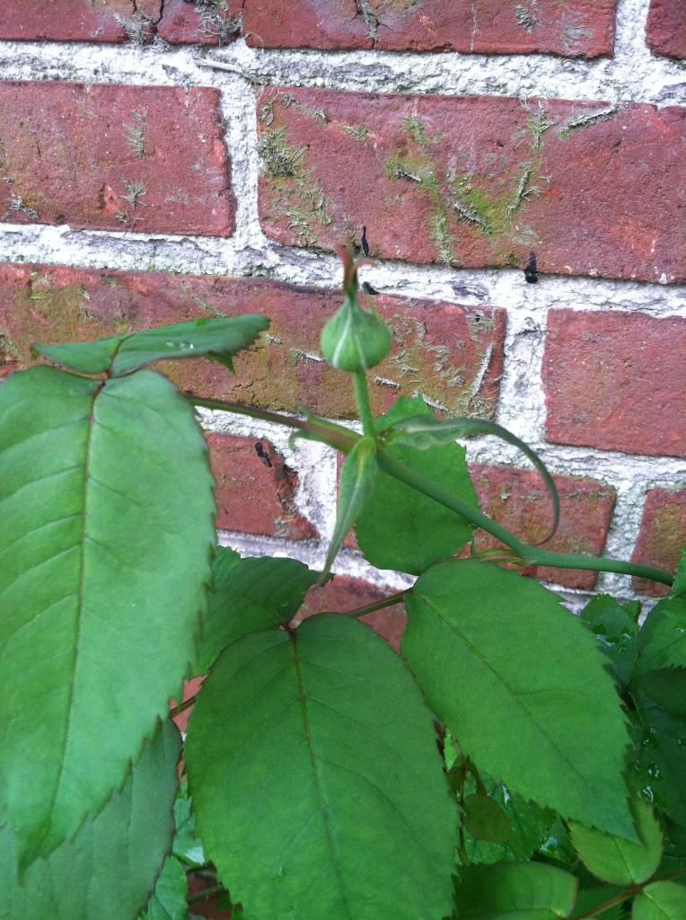 Mme. Issac Perriere, May 15, 2014 photo IMG_1671_zpsd4749ce2.jpg