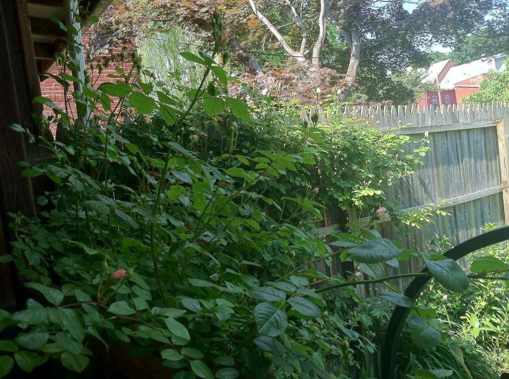 The Generous Gardener, May 30, 2014 photo IMG_1693_zps7a134e78.jpg