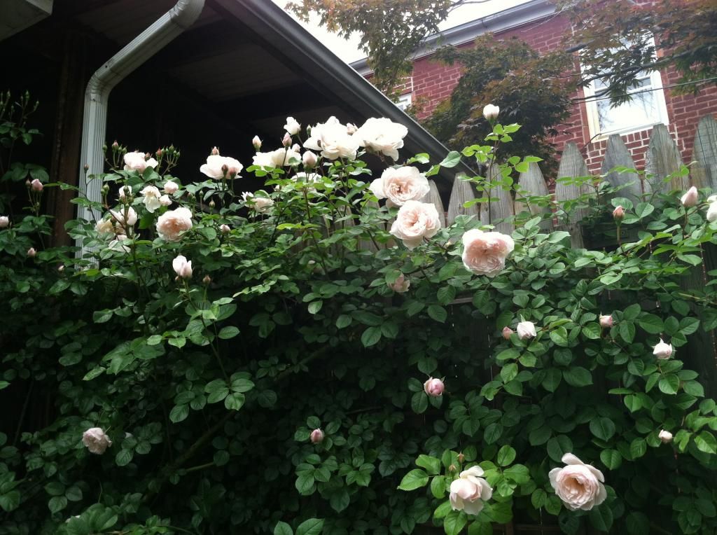  photo IMG_1709_zpsb6447b7c.jpg