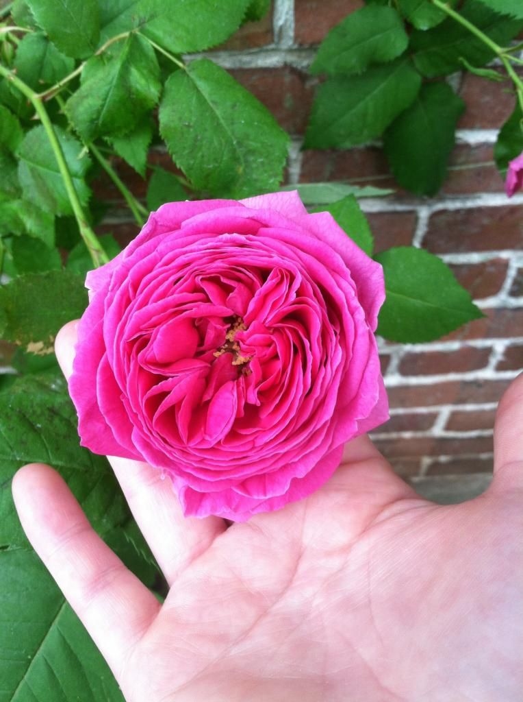 Mme. Issac Perriere, June 3, 2014 photo IMG_1710_zps3a516880.jpg