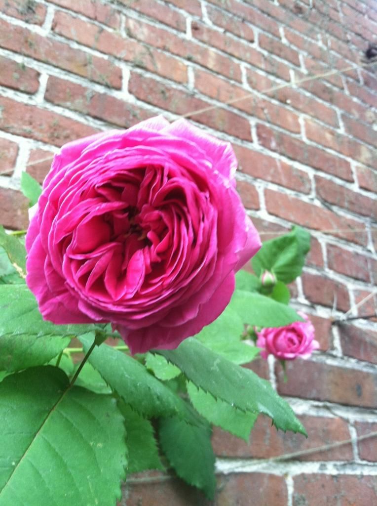  photo IMG_1711_zpsf6a0ede1.jpg