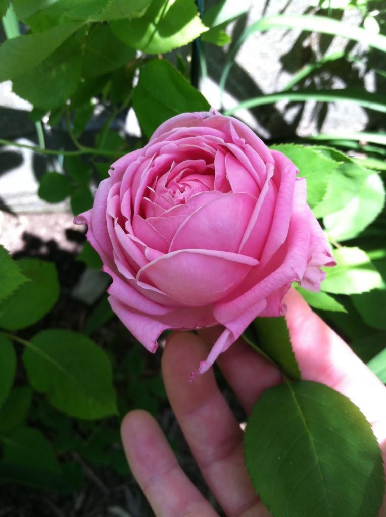 Mme. Caroline Testout, June 4, 2014 photo IMG_1718_zps0ba175d6.jpg