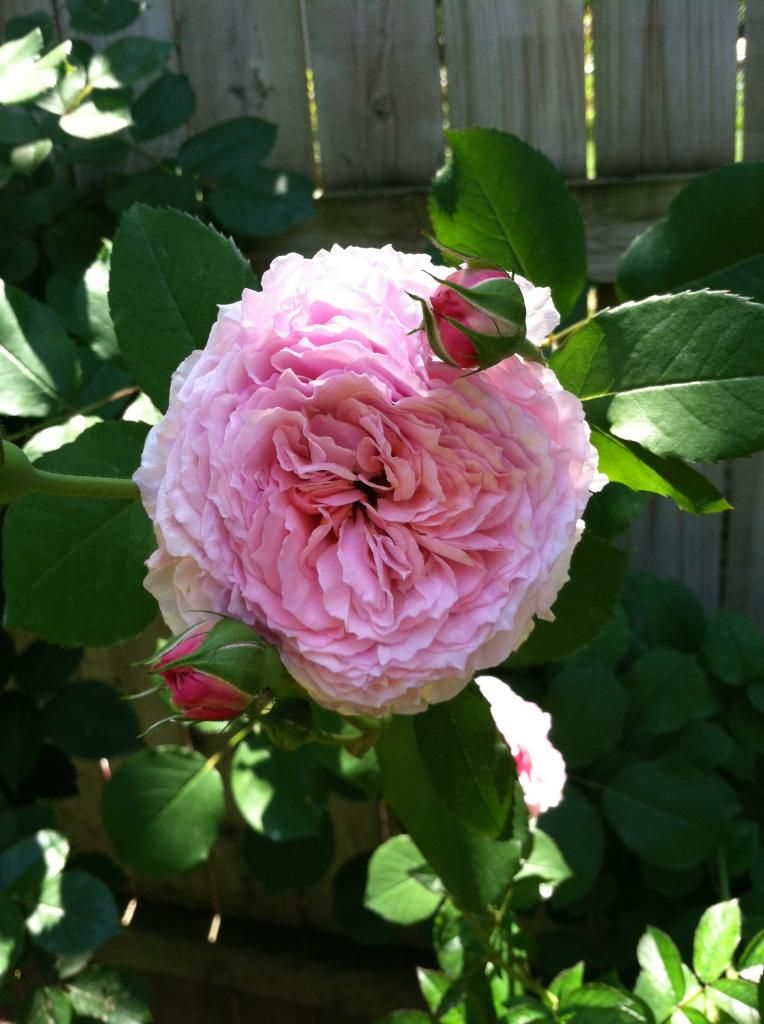  photo IMG_1720_zps138fe7f7.jpg