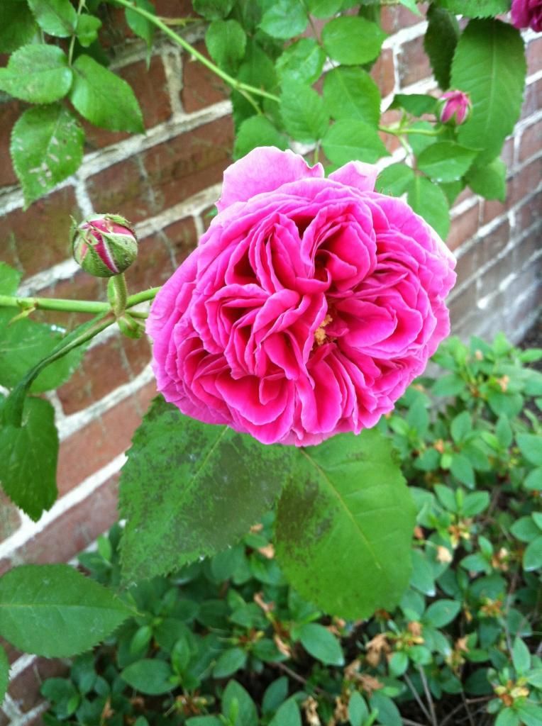 Mme. Issac Perriere, June 4, 2014 photo IMG_1722_zpsc76c9d02.jpg