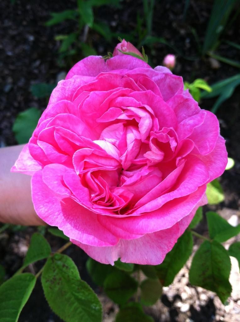 June 6, 2014 photo IMG_1725_zpsf5cd8917.jpg