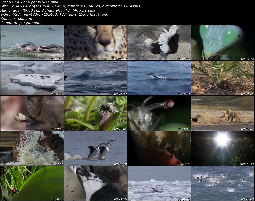 01Laluchaporlavida zps625fabbe - BBC Life (2009) [DVDRip MP4 AC3 5.1 Cast.] [Subt. ES] [VH]