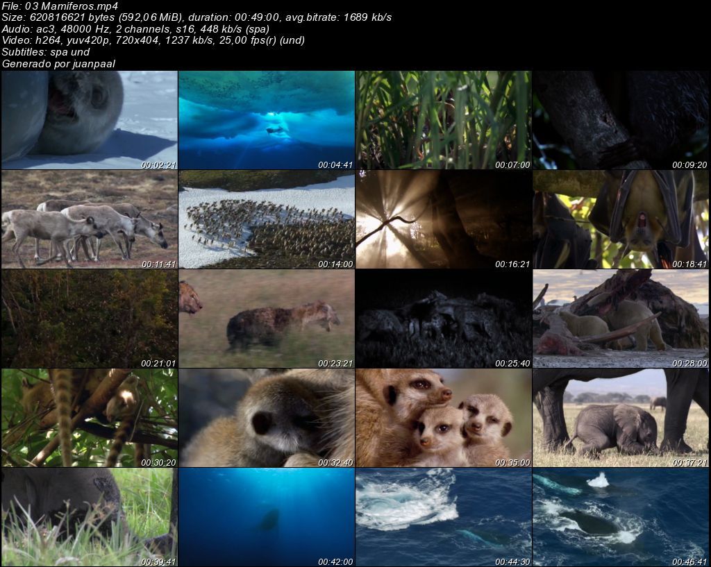 03Mamiacuteferos zps823e19e2 - BBC Life (2009) [DVDRip MP4 AC3 5.1 Cast.] [Subt. ES] [VH]