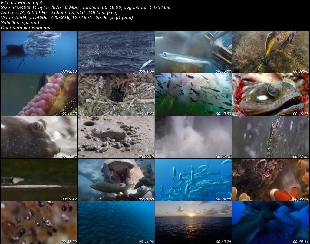 04Peces zps242186af - BBC Life (2009) [DVDRip MP4 AC3 5.1 Cast.] [Subt. ES] [VH]