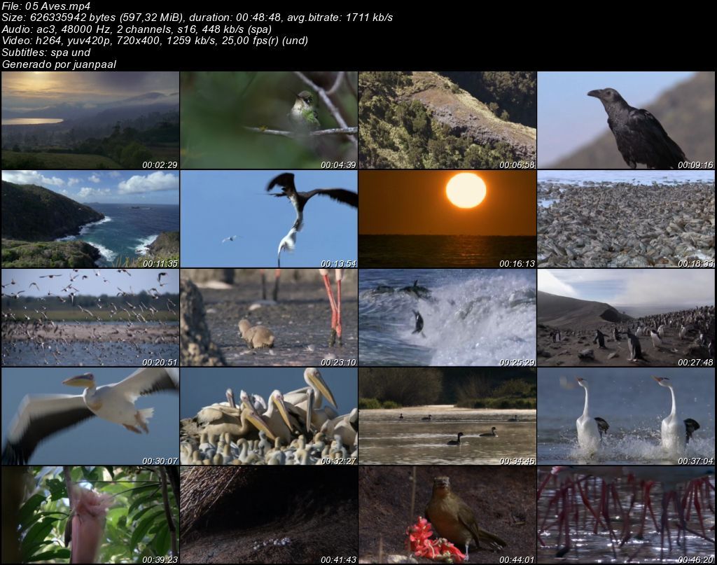 05Aves zpsc5b67ae4 - BBC Life (2009) [DVDRip MP4 AC3 5.1 Cast.] [Subt. ES] [VH]