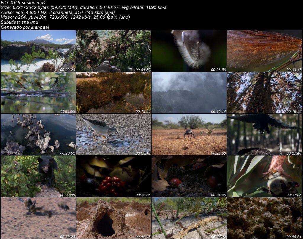 06Insectos zps82a6f222 - BBC Life (2009) [DVDRip MP4 AC3 5.1 Cast.] [Subt. ES] [VH]
