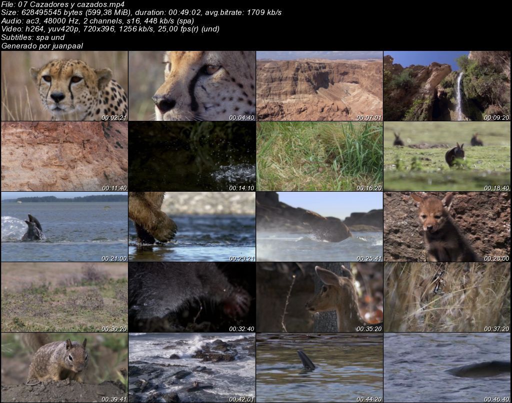 07Cazadoresycazados zps503a317f - BBC Life (2009) [DVDRip MP4 AC3 5.1 Cast.] [Subt. ES] [VH]