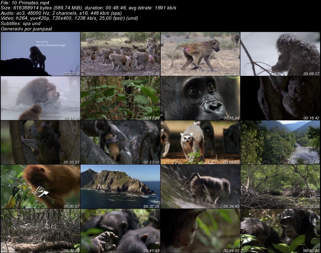 10Primates zpsd7c047e3 - BBC Life (2009) [DVDRip MP4 AC3 5.1 Cast.] [Subt. ES] [VH]