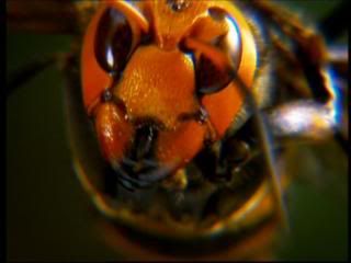 PDVD 001 zps38425f09 - Insectos Mortales [National Geographic] (2003) [DVD5] [ES/IN] [Subt. ES] [PAL] [VH]