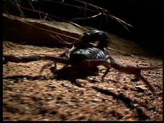 PDVD 002 zps6c59647f - Insectos Mortales [National Geographic] (2003) [DVD5] [ES/IN] [Subt. ES] [PAL] [VH]