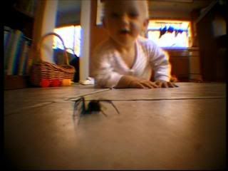 PDVD 004 zps2bca0e52 - Insectos Mortales [National Geographic] (2003) [DVD5] [ES/IN] [Subt. ES] [PAL] [VH]