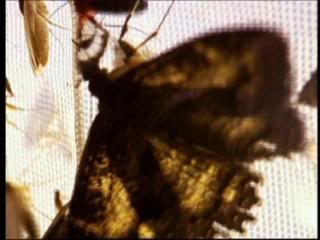 PDVD 007 zpscc47dec4 - Insectos Mortales [National Geographic] (2003) [DVD5] [ES/IN] [Subt. ES] [PAL] [VH]