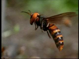 PDVD 010 zps1d65a5be - Insectos Mortales [National Geographic] (2003) [DVD5] [ES/IN] [Subt. ES] [PAL] [VH]