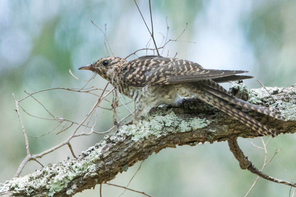 Is this a ? (1) | BIRDS in BACKYARDS