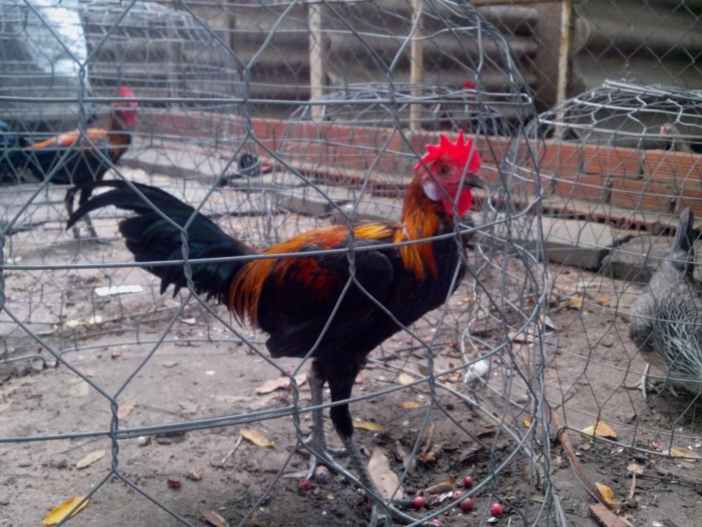 bán gà peru rặc 5 tháng - 1