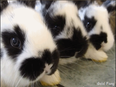 baby_bunnies__gif__by_gold_fang-d4nupbh_zpsa3866e91.gif